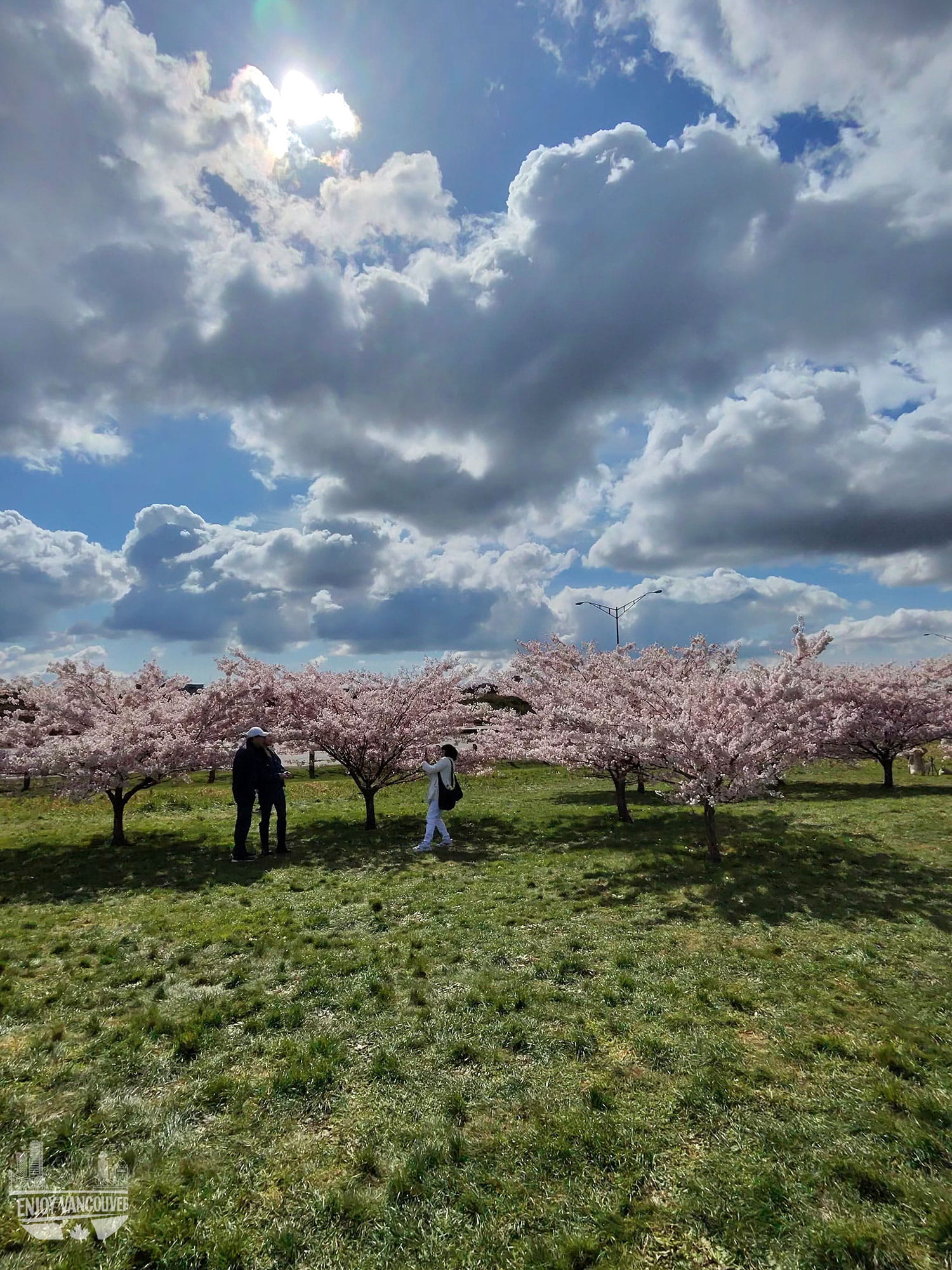 cherry blossoms at Larry Berg Flight Path Park Richmond BC spring landscape