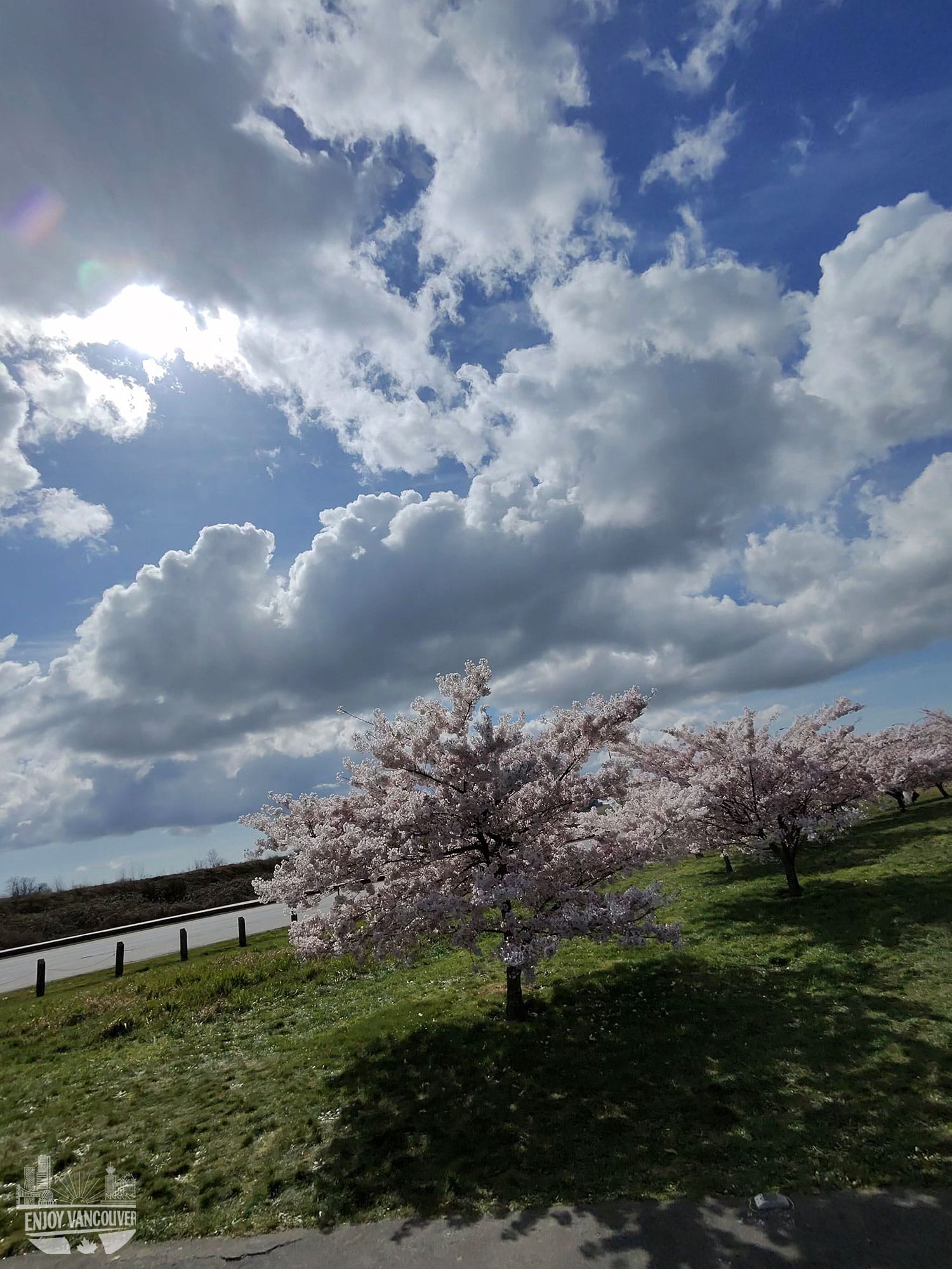 cherry blossom trees Richmond BC park cloudy sky spring season