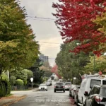 Tree-lined residential street in Vancouver British Columbia