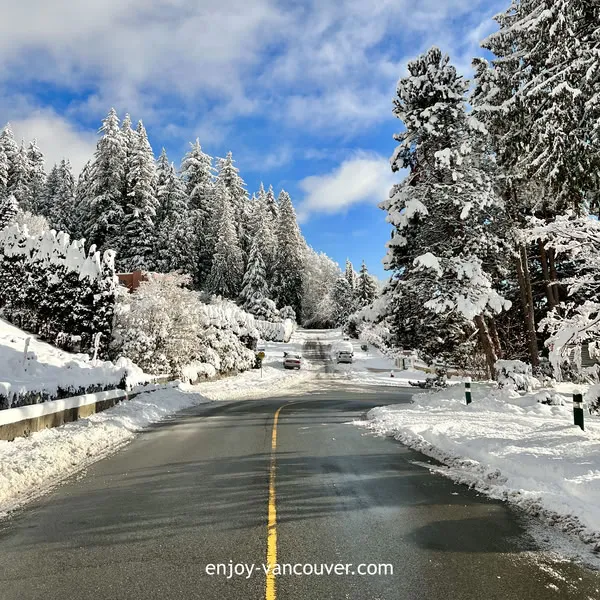 Snow-covered evergreen trees in West Vancouver