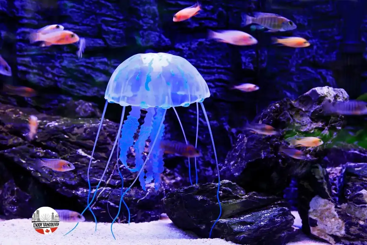 Jellyfish illuminated inside an indoor aquarium exhibit