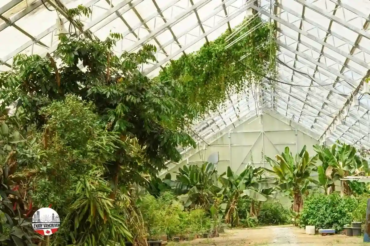 Lush tropical plants inside a covered botanical conservatory